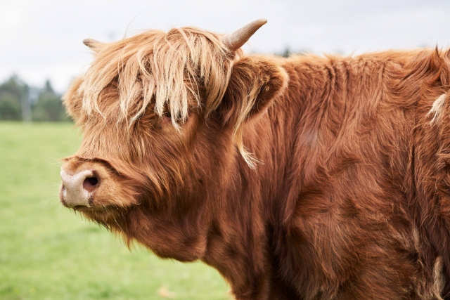  Hermosos animales le acompañarán 